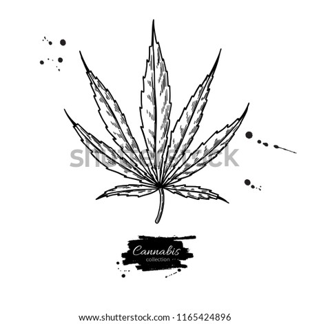 Marijuana leaf vector drawing. Cannabis botanical illustration. Hemp plant sketch. Medical drug. Engraving style object isolated on white background. Great for shop label, emblem, sign, packaging