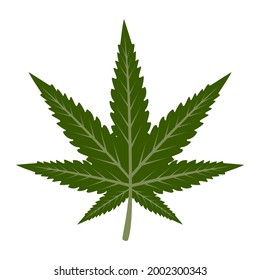 Marijuana Leaf Vector Isolated Medical Green Stock Vector (Royalty Free ...