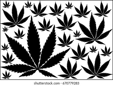 Marijuana leaves.