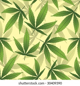 marijuana leaves in one pattern
