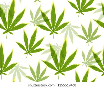 Marijuana leaves seamless vector pattern. Cannabis plant green background. Dense vegetation of ganja.