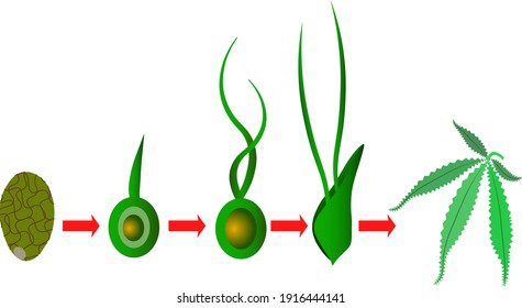 90 Cannabis Plant Life Cycle Images, Stock Photos & Vectors | Shutterstock