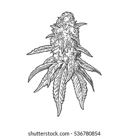 Marijuana mature plant with leaves and buds. Hand drawn design cannabis leave. Vintage black vector engraving illustration for label, poster, web. Isolated on white background