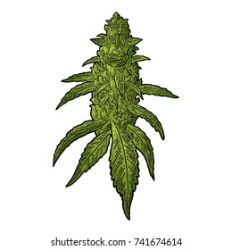 Marijuana mature plant with leaves and buds cannabis. Hand drawn design element. Vintage black vector engraving illustration for label, poster, web. Isolated on white background