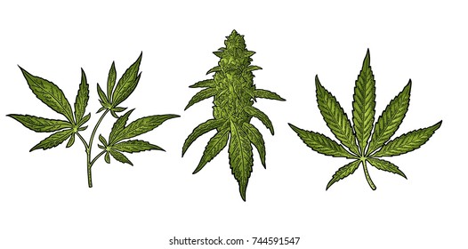 Marijuana mature plant with leaves and buds cannabis. Hand drawn design element. Vintage color vector engraving illustration for label, poster, web. Isolated on white background
