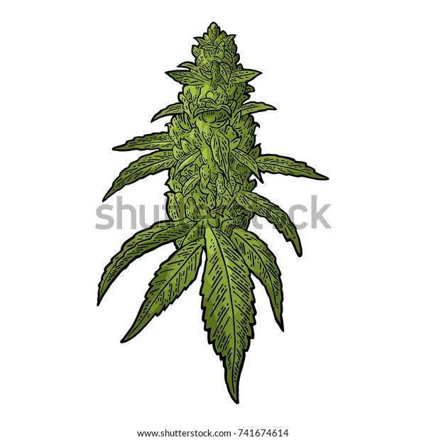 マリファナの成熟した植物で 葉と大麻の芽が出る 手描きのデザインエレメント ラベル ポスター ウェブ用のビンテージ黒のベクター画像彫刻イラスト 白い背景に分離型 のベクター画像素材 ロイヤリティフリー