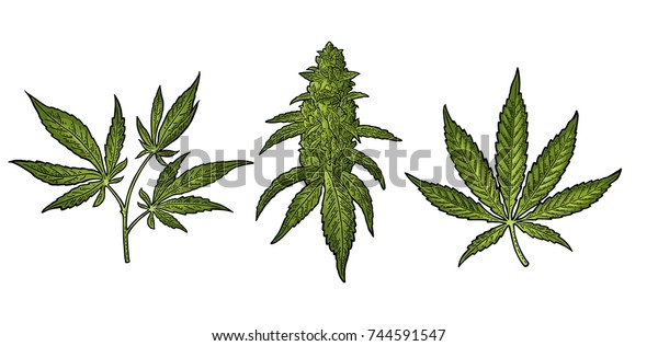 マリファナの成熟した植物で 葉と大麻の芽が出る 手描きのデザインエレメント ラベル ポスター ウェブ用のビンテージ色のベクター画像彫刻イラスト 白い背景に分離型 のベクター画像素材 ロイヤリティフリー