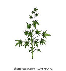Marijuana-Pflanze. Cannabis-Baum. Vektorgrafik. Einzelnes Objekt auf Weiß. Handgezeichnet.