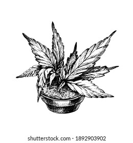 Marijuana plant with leaf in ceramic pot. Vector black vintage hatching illustration isolated on a white background. For label, poster, web with cannabis shop
