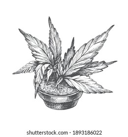 Marijuana plant with leaf in ceramic pot. Vector gray vintage hatching illustration isolated on a white background. For label, poster, web with cannabis shop