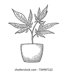 Marijuana plant with leaf in pot. Hand drawn design element cannabis. Vintage black vector engraving illustration for label, poster, web. Isolated on white background