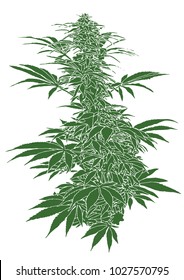 Marijuana Plant Vector