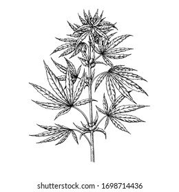 Marijuana plant vector drawing. Cannabis botanical illustration. Hemp vintage sketch. Medical drug. Engraving style object isolated on white background. Great for shop label, emblem, sign, packaging