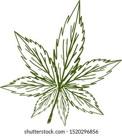 Marijuana sketch, illustration, vector on white background.