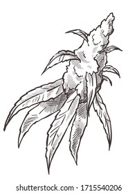 Marihuana mit Stamm, Blattwerk, Knospen oder Hanf. Verbotene botanische Pflanze, Betäubungsmittel in der Medizin zur Linderung von Schmerzen und Stress. Unkraut mit Blättern, einfarbige Skizze, Vektorillustration im Flachstil