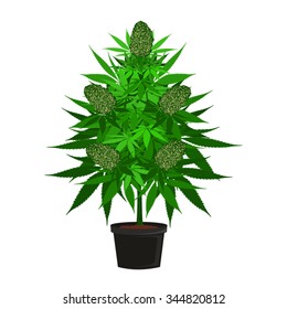 Marijuana Tree In Black Pot