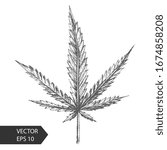 Marijuana. Weed illustration. Hand drawing. Vector EPS 10. Hashish image. Graphic design for wrapping paper, web pages design, packaging. 