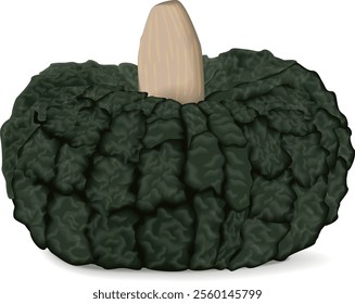 Marina di Chiogga Squash or Chioggia Sea pumpkin. Winter squash. Cucurbita maxima. Fruits and vegetables. Isolated vector illustration.