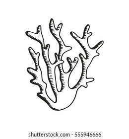 Marine algae