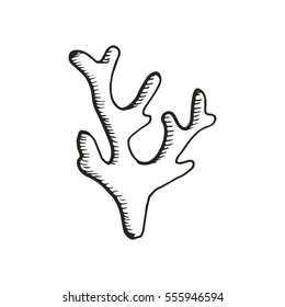 Marine algae drawing