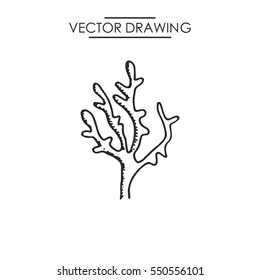 Marine Algae Drawing. Vector Illustration