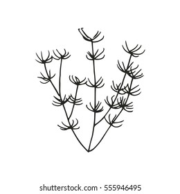 Marine algae drawing. vector illustration