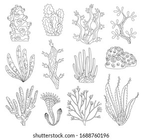 Corals Hand Drawn Illustrations Ocean Plants Stock Vector (Royalty Free ...