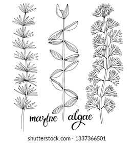 Marine algae.  Vector hand-drawn illustration on a white background. Collection of isolated outline elements for design.
