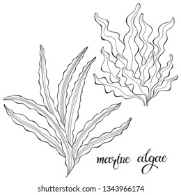 Marine algae. Vector hand-drawn illustration on a white background. Collection of isolated outline elements for design.