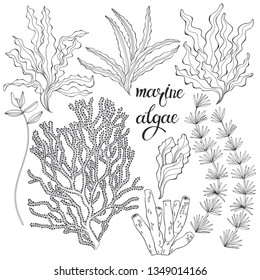 Marine algae. Vector hand-drawn illustration on a white background. Collection of isolated outline elements for design.