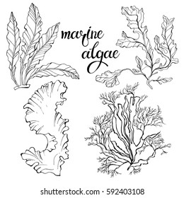 Marine algae.  Vector hand-drawn illustration on a white background. Collection of isolated outline elements for design.