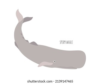 Marine animal, sperm whale isolated on white background. underwater inhabitants. Flat vector cartoon