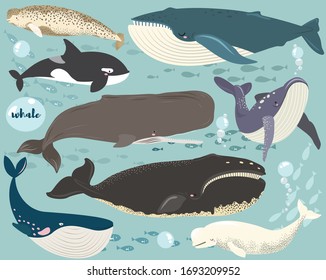 Marine Animal Whale Species Collection Set