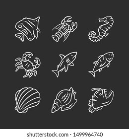 Marine animals chalk icons set. Swimming shark, anglerfish, butterflyfish. Underwater creature. Aquatic organism. Seafood restaurant. Lobster, crab, tuna. Isolated vector chalkboard illustrations