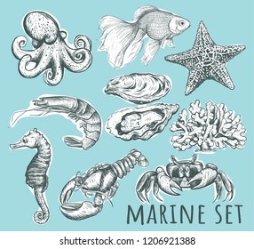 Marine animals collection. Hand drawing sea set