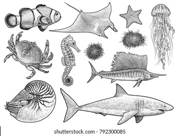 Marine animals collection illustration, drawing, engraving, ink, line 

art, vector