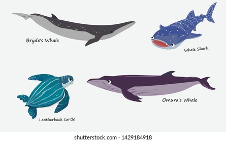 marine animals vector.Whale and turtle.