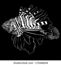 marine aquarium fish Zebra Lionfish on a black background