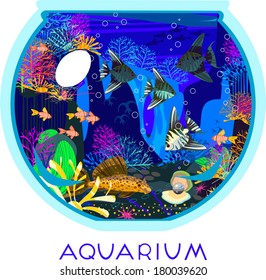 Marine aquarium with saltwater fish