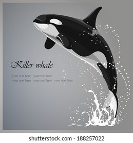 Marine background with a killer whale jumping out of water