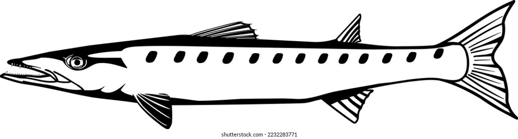 Marine Barracuda Swimming Vector Illustration