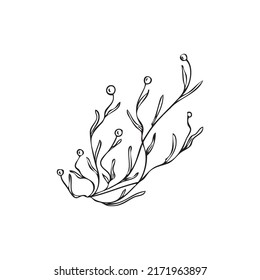 Marine benthic seaweed plants in etched or hand engraved vector illustration isolated on white background. Seaweed or algae underwater sea plants bush.