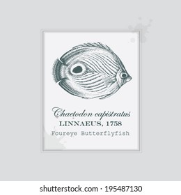 marine butterfly fish species