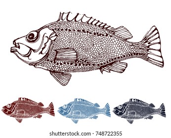 marine carp , fish , vector illustration on white background for menu design and seafood, hand drawing,ink