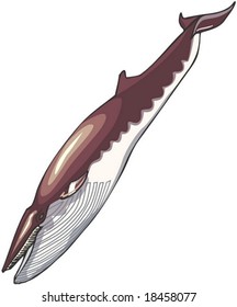 Marine Character