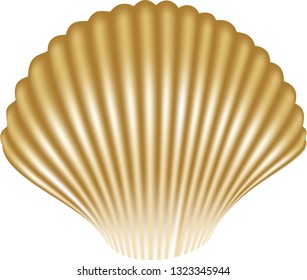 Marine clam shell, isolated on white vector illustration