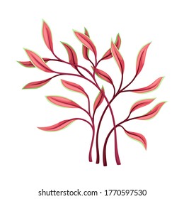 Marine Colorful Algae with Pointed Leaves Vector Illustration