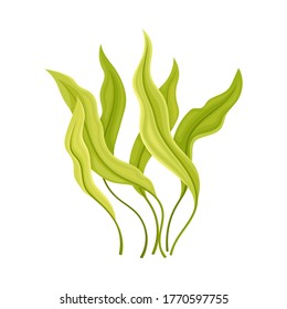 Marine Colorful Algae with Pointed Leaves Vector Illustration