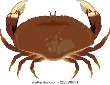 Marine Dungeness Crab Vector Illustration