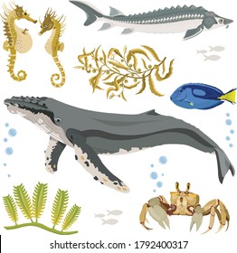 Marine fauna vector. Marine inhabitants set. Whale, crab, seahorse, sturgeon fish, seaweed cartoon. Osean fauna set. Vector collection of inhabitants and objects of sea fauna

